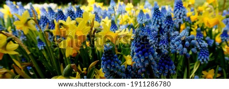 Daffodils and grape hyacinths are always a good combination. It's spring. Yellow narcissus. Blue muscari.