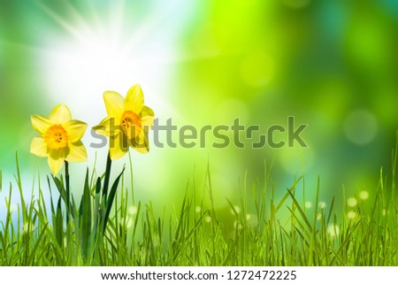 daffodils in idyllic springtime landscape