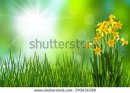 daffodils in isolated meadow in springtime, abstract green blurred background, sunshine in idyll, floral spring concept for easter card with easter flowers