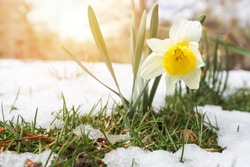 Daffodils In The Late Spring Snow