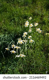 Daffodils, or Narcissi, growing where they have become naturalized in grass on a bank.