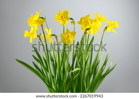 Daffodils, Narcissus, big bunch of yellow Daffodil flowers on grey background, bouquet. Beautiful Spring Easter daffodils growing, flower art design