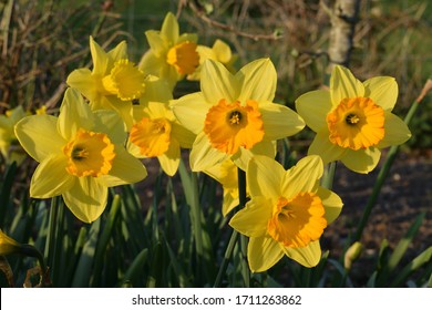 Download Yellow Trumpet Hd Stock Images Shutterstock