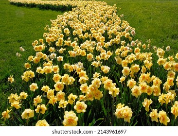 Daffodils Are Naturalized In A Field In A Curved Line, DuPage County, Illinois