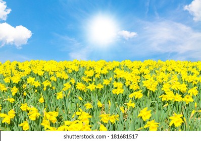 Daffodils On A Warm, Sunny Spring Day