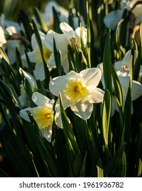 Daffodils in the setting sun