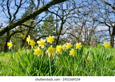 Daffodils share woodland habitat with Oregon oak trees