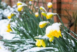 Daffodils In Snow In A Winter Flower Bed Or Border, UK