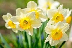 Daffodils in a sunny spring garden, a bunch of yellow and white flowers in a vase, a Nature Photo by Province_photo