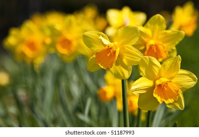 Daffodils Taken At Attenborough Fields In Watford, UK