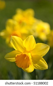 Daffodils Taken At Attenborough Fields In Watford, UK