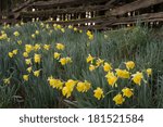 Daffodils under a split rail fence, covered with morning dew along the Daffodil Festival Drive in the coast range of Junction City,, Oregon