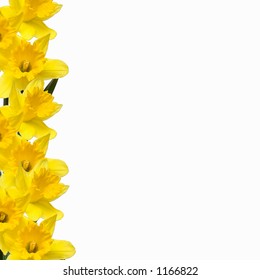 Daffs isolated on white with Clipping Path -  place flowers on your own backdrop/rotate position