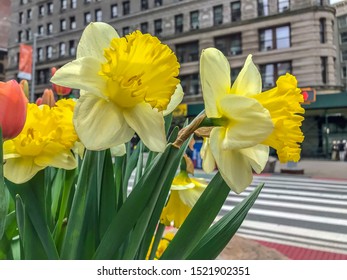 Dafodil In Early Spring On The Streets Of N Ew York City