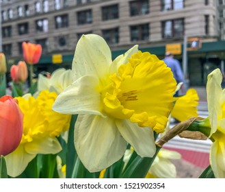 Dafodil In Early Spring On The Streets Of N Ew York City