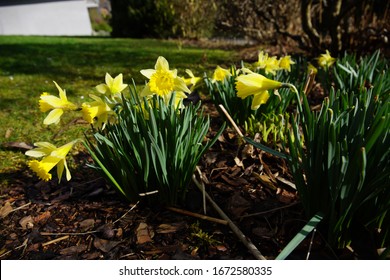 dafodill in bloom, spring is here