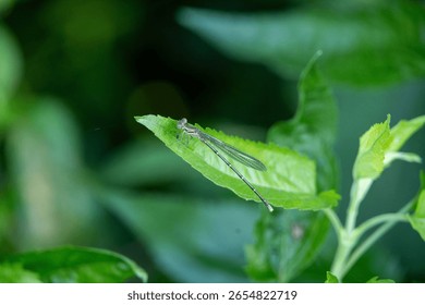 Dagon fly on a leaf