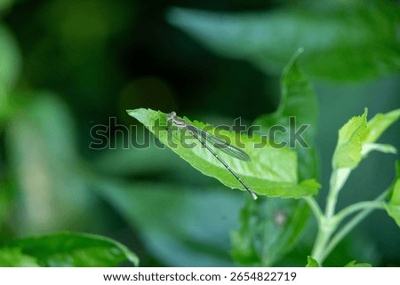 Dagon fly on a leaf