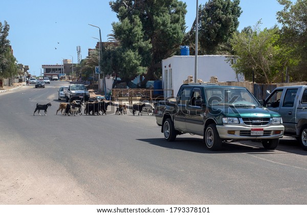 Dahab, Egypt - april, 22, 2019: \
herd of goats cross the asphalt road with car traffic in small\
egypt town. Cattle in the city. Bedouin lifestyle. South\
Sinai.