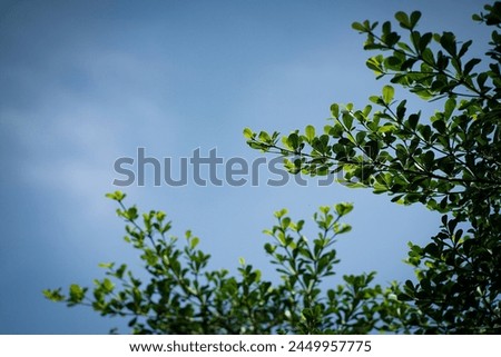 dahan pohon ketapang yang berwarna hijau dengan latar belakang langit biru.

ketapang tree with clear blue sky.