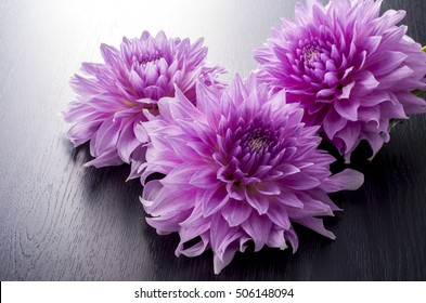 50,523 Purple dahlia Images, Stock Photos & Vectors | Shutterstock