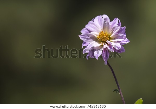 Dahlia Beauty Nature Taman Bunga Nusantara Stock Photo Edit