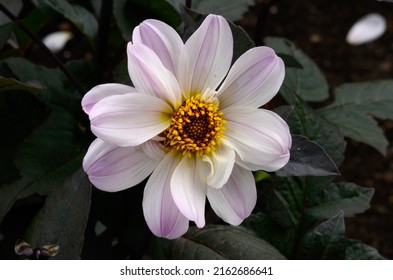 
				Dahlia 'Bishop of Dover' is a single-flowered dahlia with lavender flowers