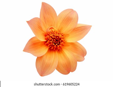 Dahlia 'Bishop Of York' Miscellaneous Yellow Single Flower Isolated On White Background.