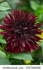 Dahlia Black Jack, A Deep Red, Plum Cactus Dahlia