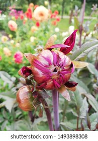 Dahlia Black Jack Flower Bud Ready To Flower