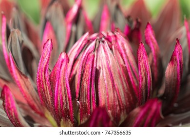 Dahlia Black Jack Flower Close Up.