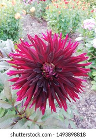 Dahlia Black Jack In Flowering Stage