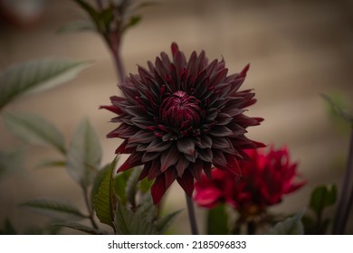 Dahlia Black Jack, A Semi Cactus Decorative Dahlia Isolated Against A Blurred Background