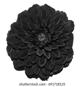 Dahlia In Black And White