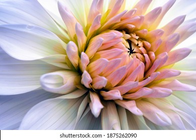 ダリア 花 イラスト の写真素材 画像 写真 Shutterstock