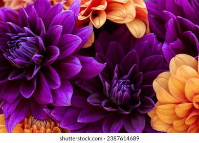 Dahlia blooms background. Colorful dahlia flowers close up. Floral background. - Powered by Shutterstock