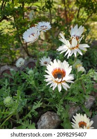 Dahlia Bulbs - Saheliyon Ki Bari 