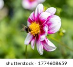 Dahlia with a bumblebee in our backyard, shot made in Dordrecht, The Netherlands