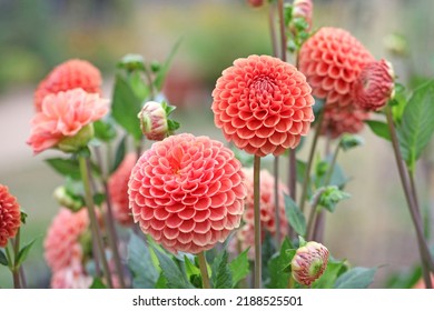 Dahlia 'Cornel Brons'  in flower.  - Shutterstock ID 2188525501