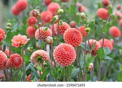 Dahlia 'Cornel Brons'  in flower.  - Shutterstock ID 2190471693