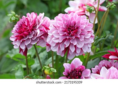 Dahlia 'Creme de Cassis' in flower - Shutterstock ID 2173195339