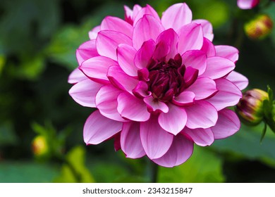 Dahlia Creme de Cassis, one lovely flower Dahlia with purple flowers - Powered by Shutterstock - Get 15% off with code: PIKWIZARD15