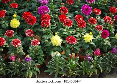 The Dahlia Was Declared The National Flower Of Mexico 