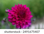 Dahlia Engelhardts Matador in selective focus. Pink-purple dahlia