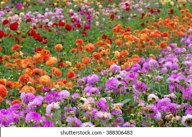 Dahlia Field In Summer, Many Varieties