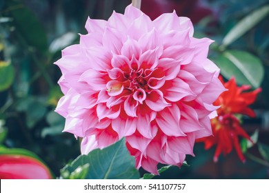 Dahlia Flower