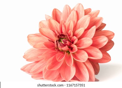 Dahlia flower against a white background