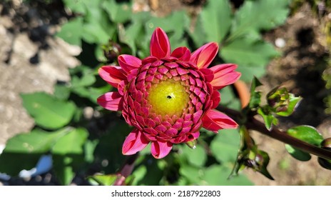 Dahlia Flower Bud Opening Daisy Duke Variety 