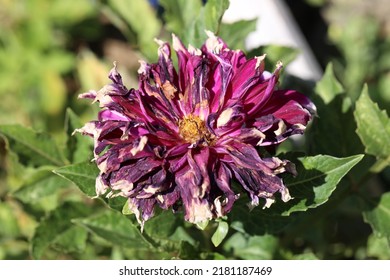 Dahlia Flower Burnt In The Sun On A Very Hot Day.