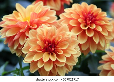 Цветок георгина красочный и оранжевый.